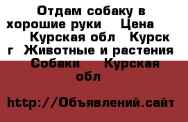 Отдам собаку в хорошие руки. › Цена ­ 100 - Курская обл., Курск г. Животные и растения » Собаки   . Курская обл.